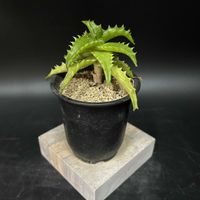 多肉植物,観葉植物,アロエ属,珍奇植物,ビザールプランツの画像