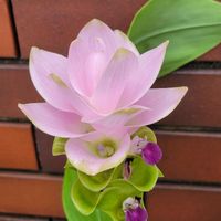 クルクマ,外出先にての画像