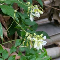 フウセンカズラ,アメリカアサガオ,マテバシイ,サンゴジュ(珊瑚樹),ナツフジ(夏藤)の画像