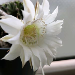 サボテン,我が家のサボテンの花,バルコニー/ベランダ,ベランダの画像