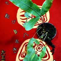 リュウビンタイ,ダイオウウラボシ（大王裏星）,シダ植物,お庭の植物,iPhone撮影の画像
