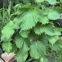 シソ,青紫蘇,ハーブ,地植え,マイガーデンの画像
