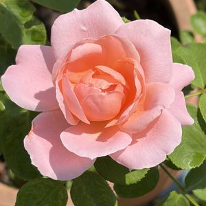 バラ 桜衣,ガーデニング,花のある暮らし,ナチュラルスタイル,おうち園芸の画像