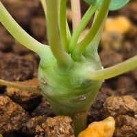 ユーフォルビア　グロブリカリウス,多肉植物,塊根植物,実生,種子から育てるの画像