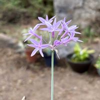 ムクゲ,カラミンサ,ツルバキア　シルバーレース,サルビア･ウリギノーサ(ボッグセージ)の画像