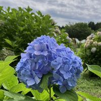 アサガオ,アジサイ,コキア,ダリア,ヒマワリの画像