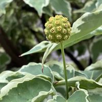 ヤマボウシ,ヤマボウシ,ヤマボウシの 実,癒し,通り道の画像