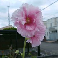 タチアオイ,タチアオイ,立葵（たちあおい）,庭の画像