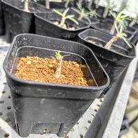 塊根植物,コーデックス,パキポディウム属の画像