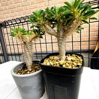 ユーフォルビア・ギラウミニアナ,多肉植物,ユーフォルビア,塊根植物,実生の画像