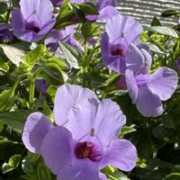 トレニア,トレニア カタリーナ ブルーリバー,スーパートレニア・カタリーナブルーリバー,今日の１枚,花のあるくらしの画像