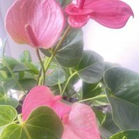 アンスリウム,観葉植物,ピンクの花,自然光,観葉植物のある暮らしの画像
