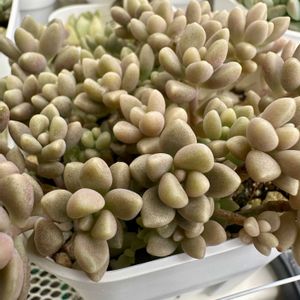 姫秋麗,姫秋麗,多肉葉挿し,多肉植物,多肉棚の画像