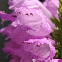 ハナトラノオ,ピンク,ピンクの花,大好きな花,シルエット❤︎の画像