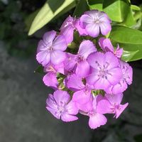 シロタエギク,クレマチス マダムジュリアコレボン,ハマナデシコ,多年草,暑さに負けるなの画像