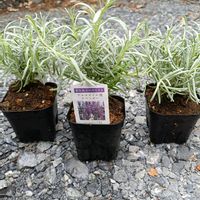 イングリッシュラベンダー,植物のある暮らし,おかむらさきの画像