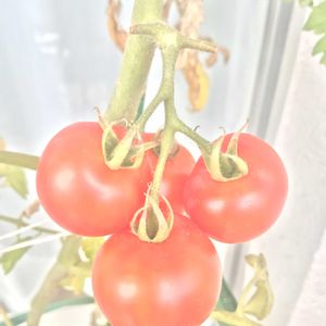 ミニトマト,ミニトマト,ミニトマト,鉢植え,収穫の画像