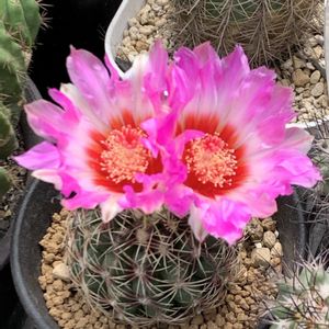 サボテン,春雨玉,開花,ビニールハウス,テロカクタス属の画像