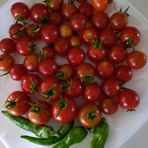 とうがらし,とうがらし,ナス,ミニトマト,ミニトマトの画像