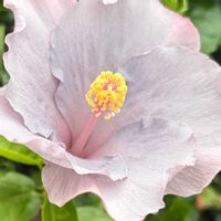 寄せ植え,今日のハイビスカス,世界平和,青い花マニア,みんなが健康に〜〜♡の画像