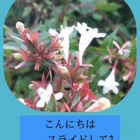 アベリア,アベリア,アベリア,スマホ撮影,いつもありがとう❤️の画像