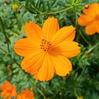 キバナコスモスの画像