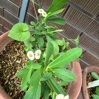 ハナキリン,鉢植え,白い花,可愛らしい,花のある暮らしの画像