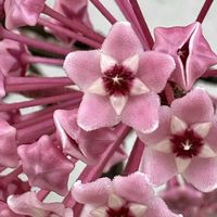 ブラックベリー,ジャボチカバ,ホヤ(サクララン),ホヤカルノーサ　リップカラー,植物のある暮らしの画像
