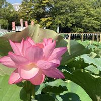 トルコキキョウ,ハス,お花大好き,お花のある暮らし,上野不忍池の画像