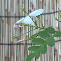 ハゴロモジャスミンの画像