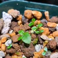 ゴムの木,フィカス,観葉植物,クワ科,熱帯植物の画像