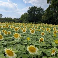 ガマ,コウホネ,ワシントンヤシ,クリ,ひまわりホワイトライトの画像