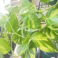 ポトス,観葉植物,半日陰,自然光,観葉植物のある暮らしの画像