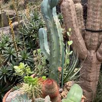 サボテン,鬼面角,獅子王丸,散歩,伊豆シャボテン公園の画像