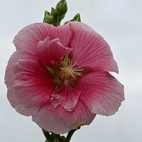 タチアオイ,家で咲いている花の画像