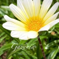 ガザニア,クンショウギク,多年草,キク科,花のある暮らしの画像