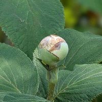 タマアジサイ,ヤマボウシの実,ノリウツギ,玉紫陽花,糊空木の画像