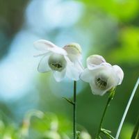 レンゲショウマ,お花,過去pic,暑い！,今日のお花の画像