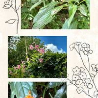 花のある暮らし,お散歩写真,緑のある暮らし,GSに感謝。,いつも笑顔で〜〜♡の画像