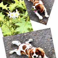ワルナスビ,花のある暮らし,お散歩写真,緑のある暮らし,GSに感謝。の画像