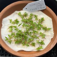 チランジア,エアプランツ,エアプランツ チランジア,みしょり隊の画像