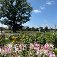 クレオメ,クレオメ,北海道,お花のある暮らし,北海道からの画像