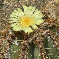 ハンニャ,アストロフィツム・オルナツム,サボテン科,メキシコ原産,ゆいみゅう0804の画像