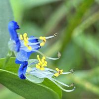 ツユクサ,山野草,実家周辺の草花,ツユクサの(輪)の画像