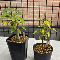 アデニア・メタモルファ,アデニア　クラドセパラ,塊根植物,実生,小品盆栽の画像