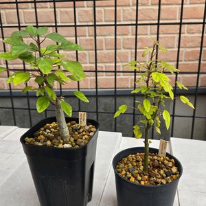 アデニア・メタモルファ,アデニア　クラドセパラ,塊根植物,実生,小品盆栽の画像