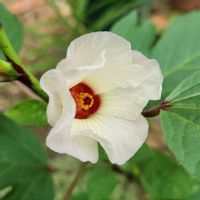ローゼル,今日の庭から,ローゼルの花と実の画像