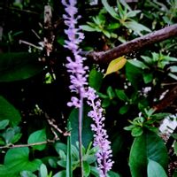 ストケシア,ヤブラン,リナリア,花のある暮らし♡,おうち園芸の画像