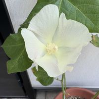 ワタ,わたの花の画像