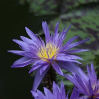 睡蓮,熱帯スイレン,熱帯睡蓮　タンザナイト,熱帯睡蓮　スターオブザンジバル,温室の画像